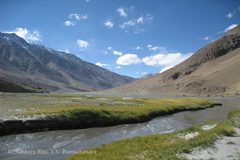 Gentiana leucomelaena